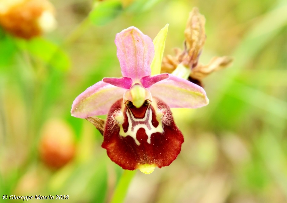 Ophrys oxyrrhynchos subsp. ingrassiae